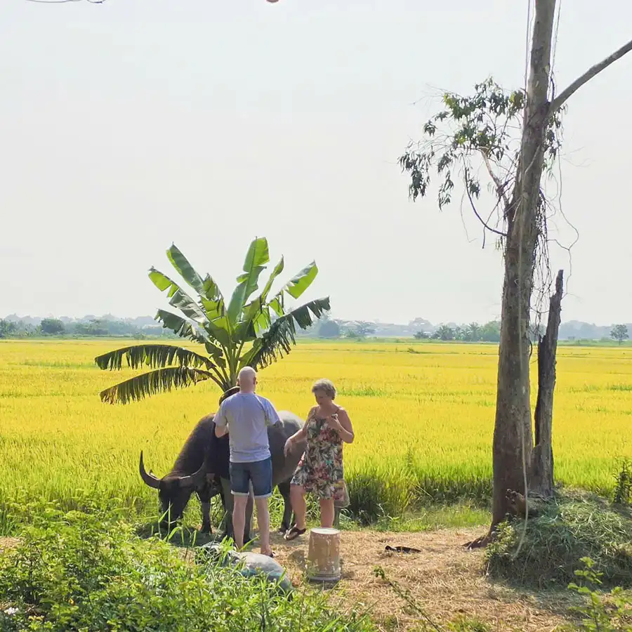 Top An Bang Beach Things To Do: Perfect 1-Day Itinerary A scenic road connecting Hoi An Ancient Town to An Bang Beach